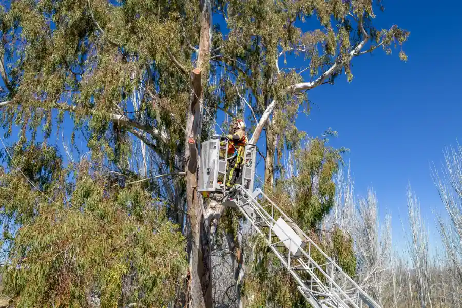 How Tree Services Help With Storm Damage Recovery Sandy UT